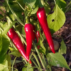 Piment de Cayenne moulu